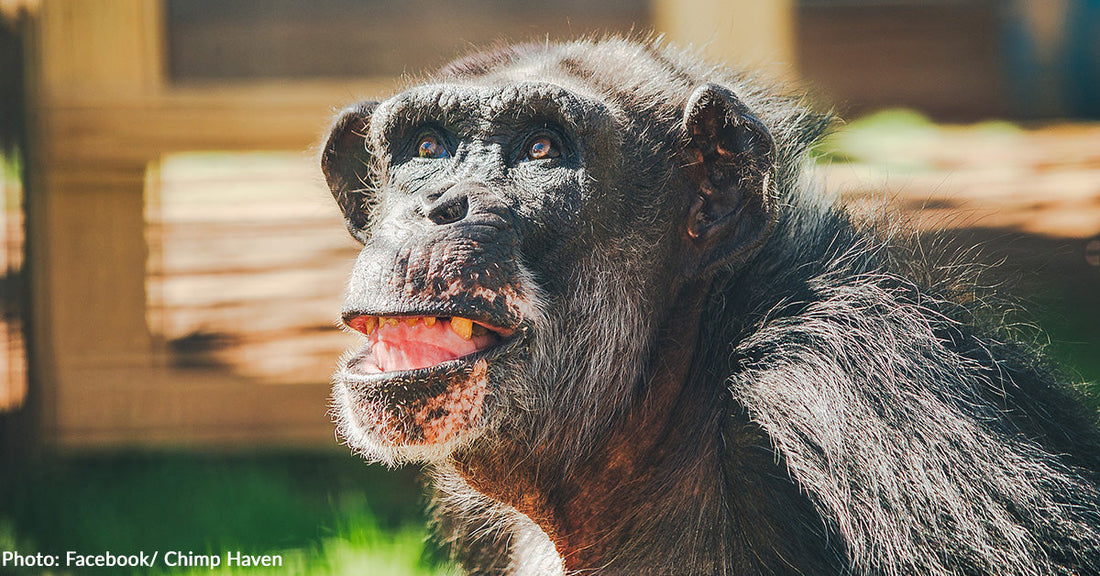 Chimps Who Spent Decades in New Mexico Lab Finally Safe at Sanctuary