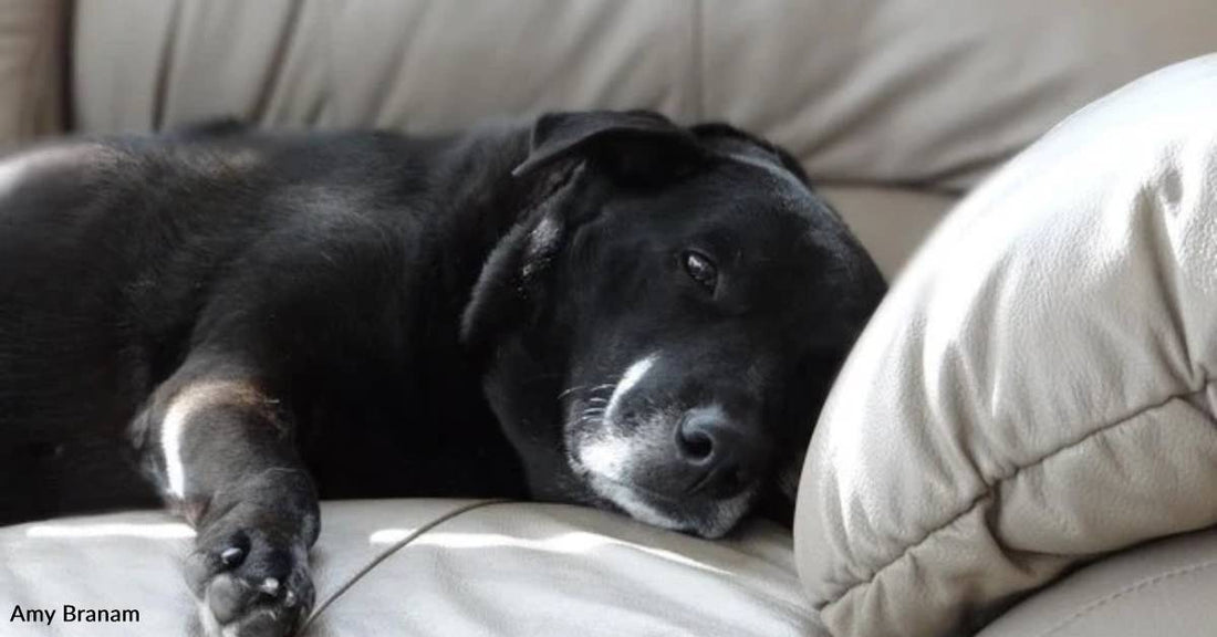 'The Best Decision I Have Ever Made': Woman Rescues Stray Senior Lab