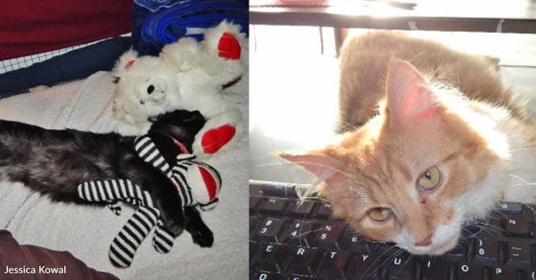 Deaf Kitten, Kitten with Health Problems Become Inseparable