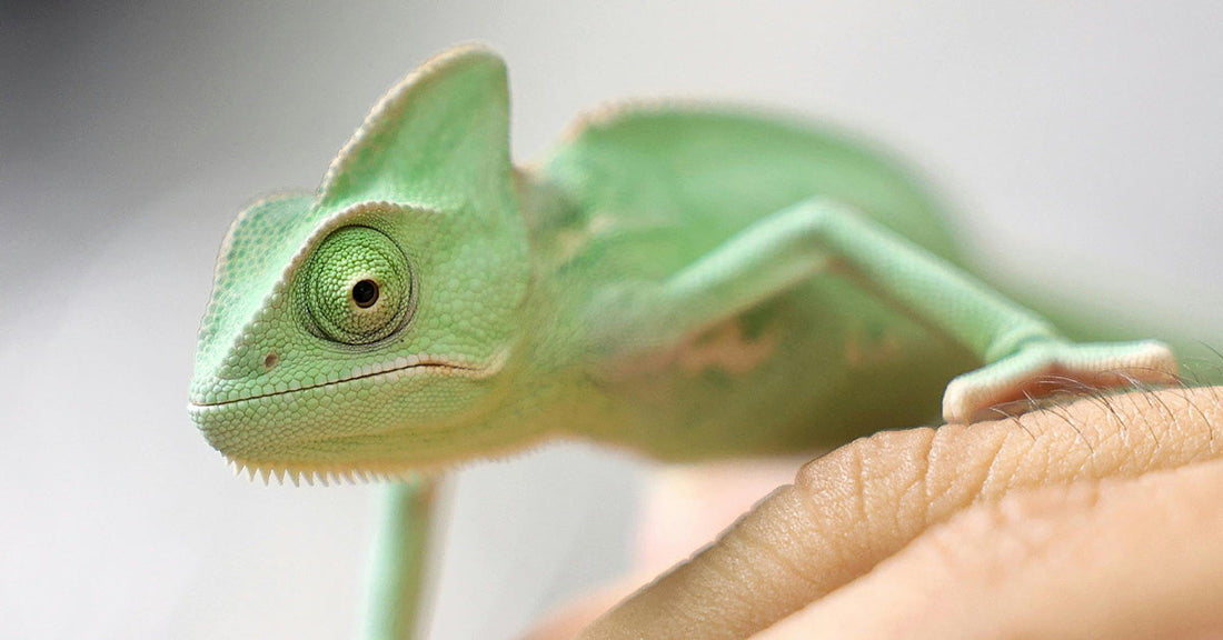 Traffickers Are Ripping Latin America's Wildlife From the Wild and Smuggling It to the U.S.