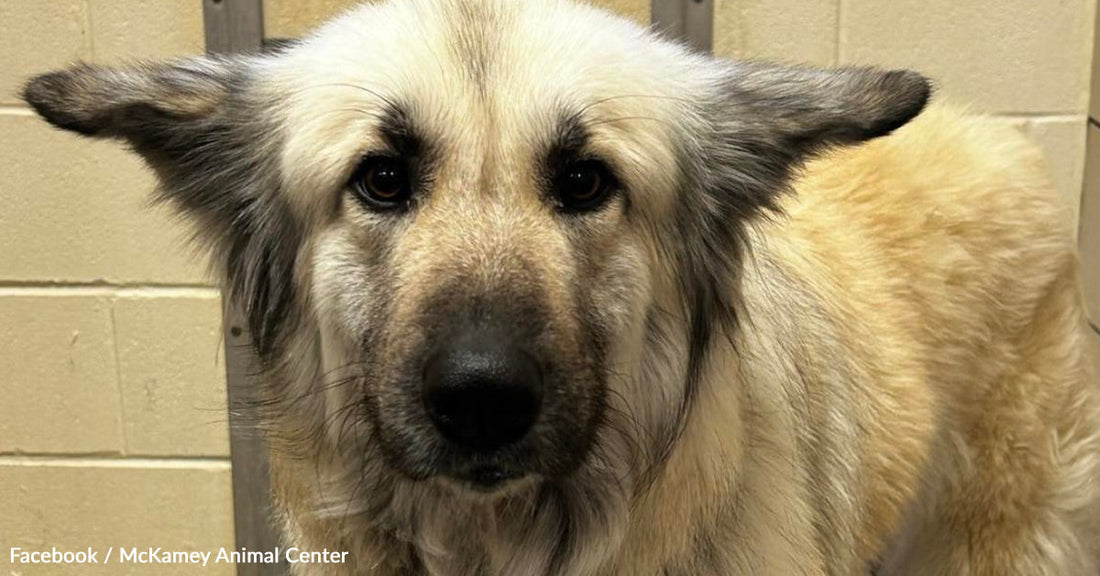 Close-up of a fluffy, light-colored dog with expressive eyes.