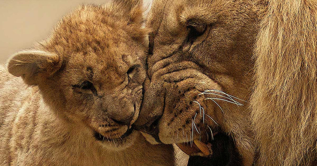 When A Mother Lion Risks It All to Confront Powerful Male Threat