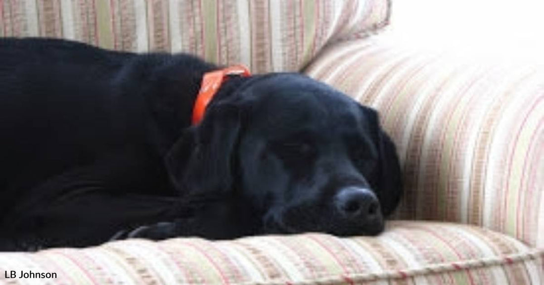 Little Old Lab Helps New Human Love Again After Two Deaths