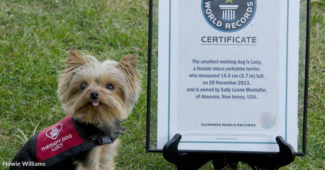 Tiny, Sickly Pup Abandoned By Her Owner Becomes World Record Holder