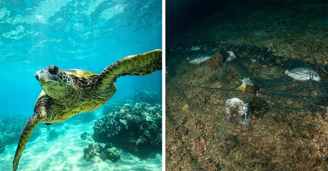 Split image of a sea turtle swimming over coral reef and discarded fishing net trapping marine life on the ocean floor.