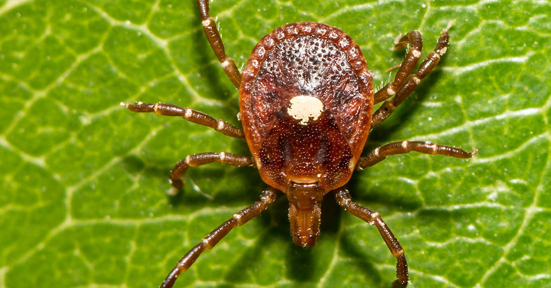 zoomed in on lone star tick on green leaf