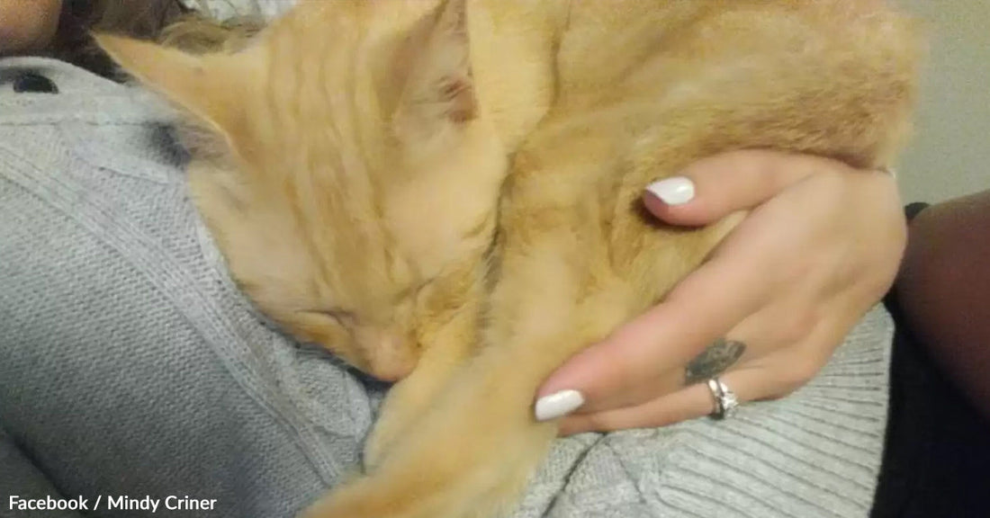 Person cuddles a sleeping orange cat in their arms.