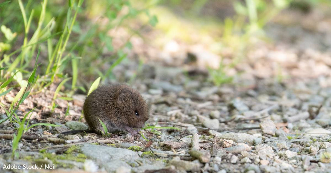 The 'Love Hormone' Helps Rodents Form Friendships, Study Finds