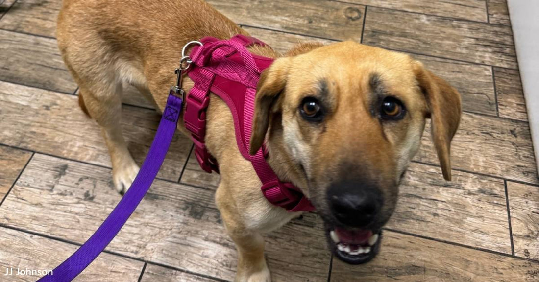 'She Didn't Know About Snuggles': Scared Pup Gains Safety, Confidence