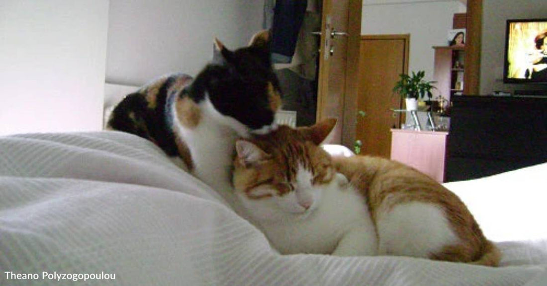 Miracle Kitten Survives Busy Road, Balcony Fall