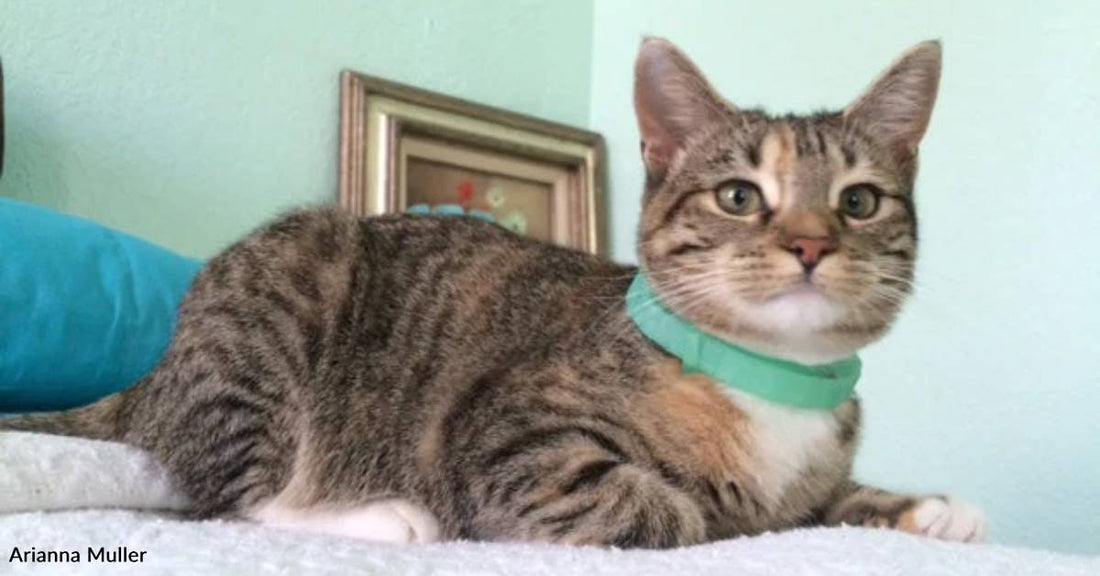 Kitten Spends Days Meowing From a Storm Drain