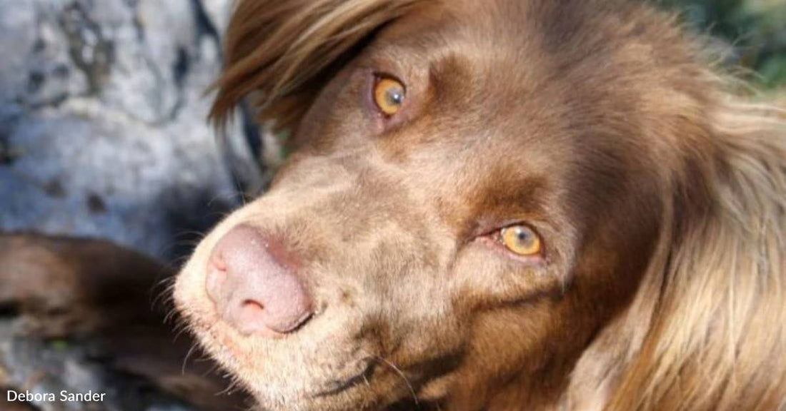 Heartbroken When Puppy's Owner Claims Him, Woman Gets New Surprise