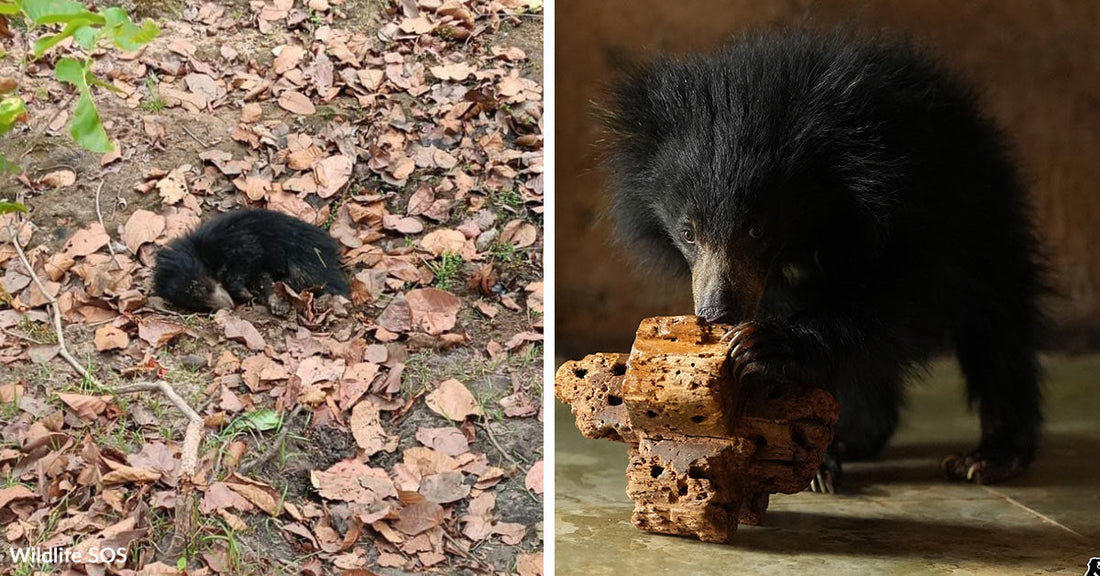Before-and-after comparison of a sloth bear cub lying on leaves versus standing healthier indoors with enrichment blocks.