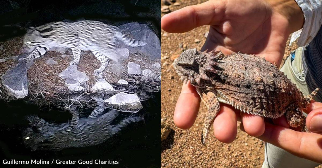 Ocelots, Horned Lizards, Even Ants: You Helped Scientists Study Them All in Mexico