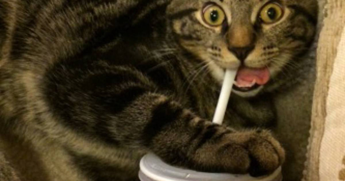 Orchestra Cat Loves Drinking Out of Straws