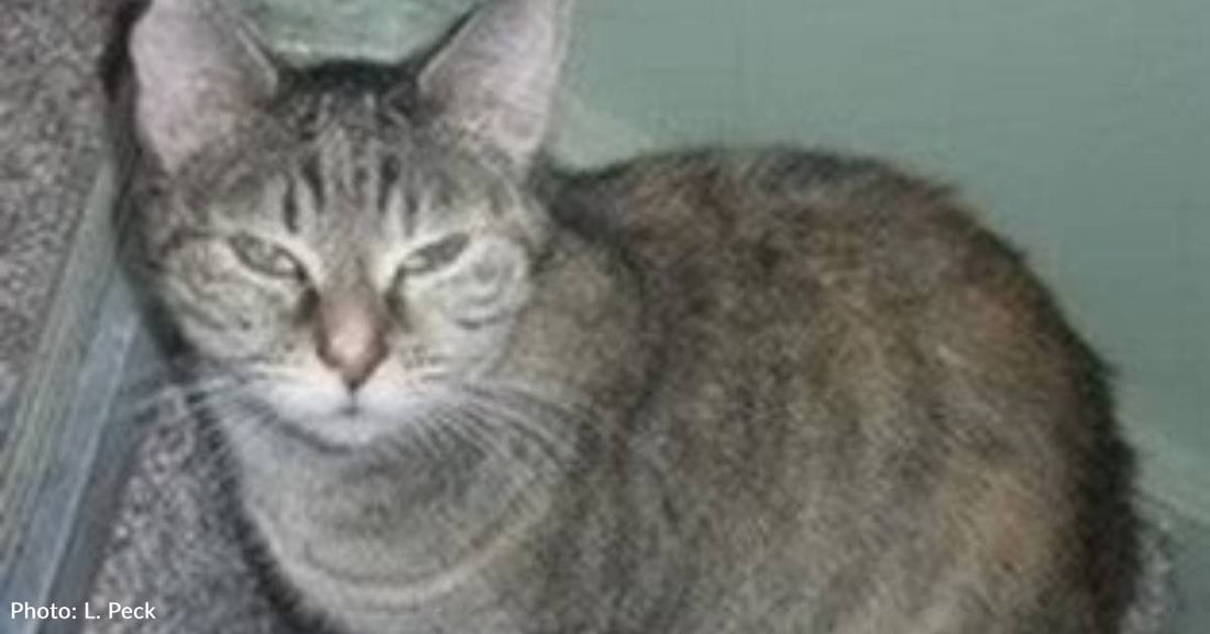 'Feral and Frightened' Mama Cat Trusts Strangers to Help Her Babies