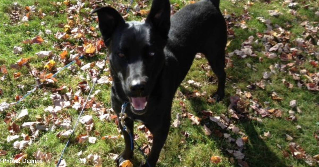 'Little Miracle': Puppy Helps Her Human Through Rehab After Serious Injury