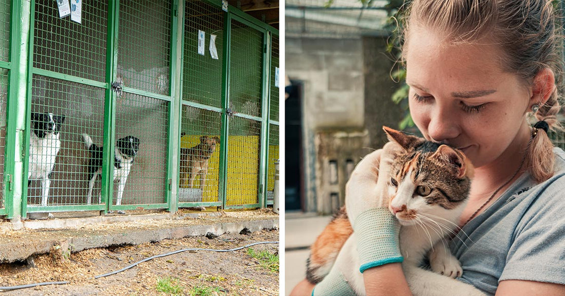 Split image showing outdoor shelter kennels beside a young woman cuddling a calico cat.