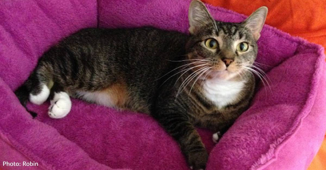 Eavesdropping at a Sandwich Shop Leads to a New Pet Cat