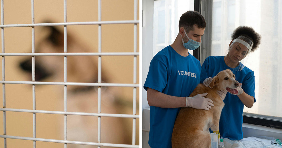 Split image showing a blurred dog behind a cage on the left and two volunteers providing veterinary care to a tan dog on the right.
