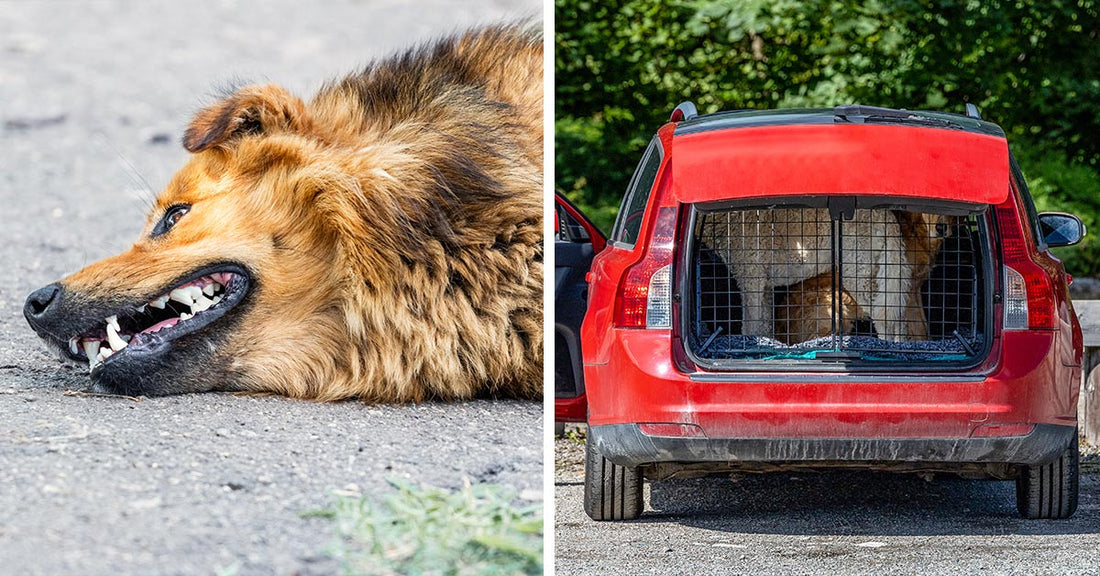 Split image of a brown dog lying on pavement with bared teeth beside a red station wagon with a crated dog in the back.