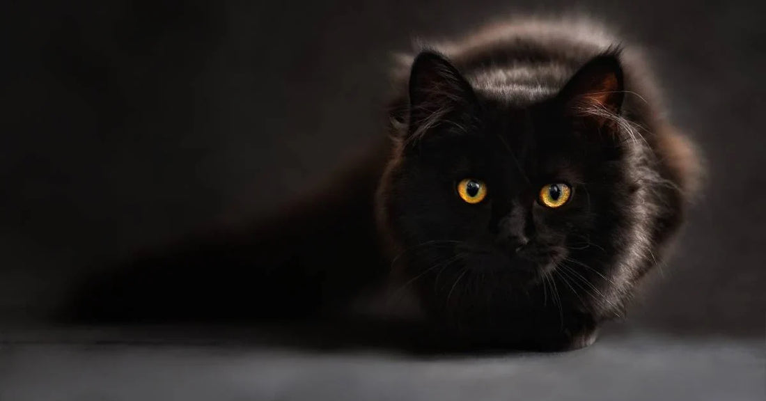 Rescued Black Cat Who Feared People Becomes Devoted Family Companion