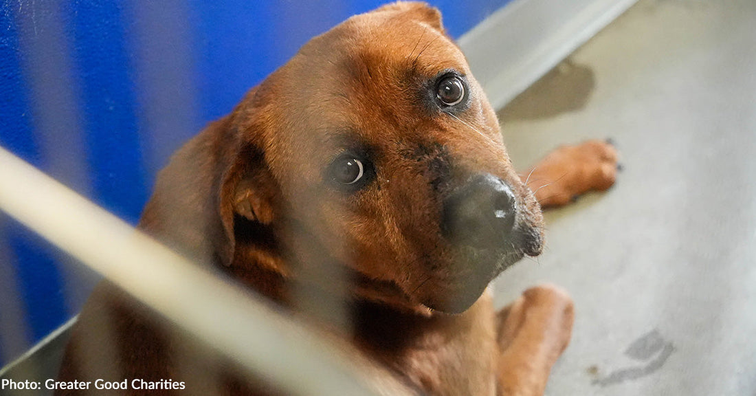Help Mission: PAWssible Flight to Freedom Save Dozens of At-Risk Shelter Pets