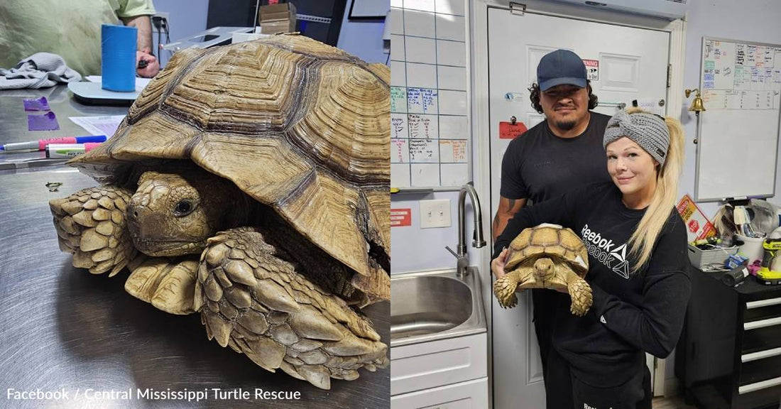 Pet Tortoise Reunited With Family Weeks After Tornado