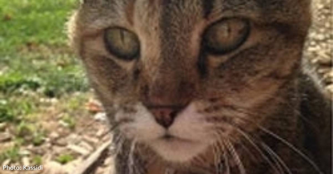 13 Year Old Cat with Health Conditions Abandoned