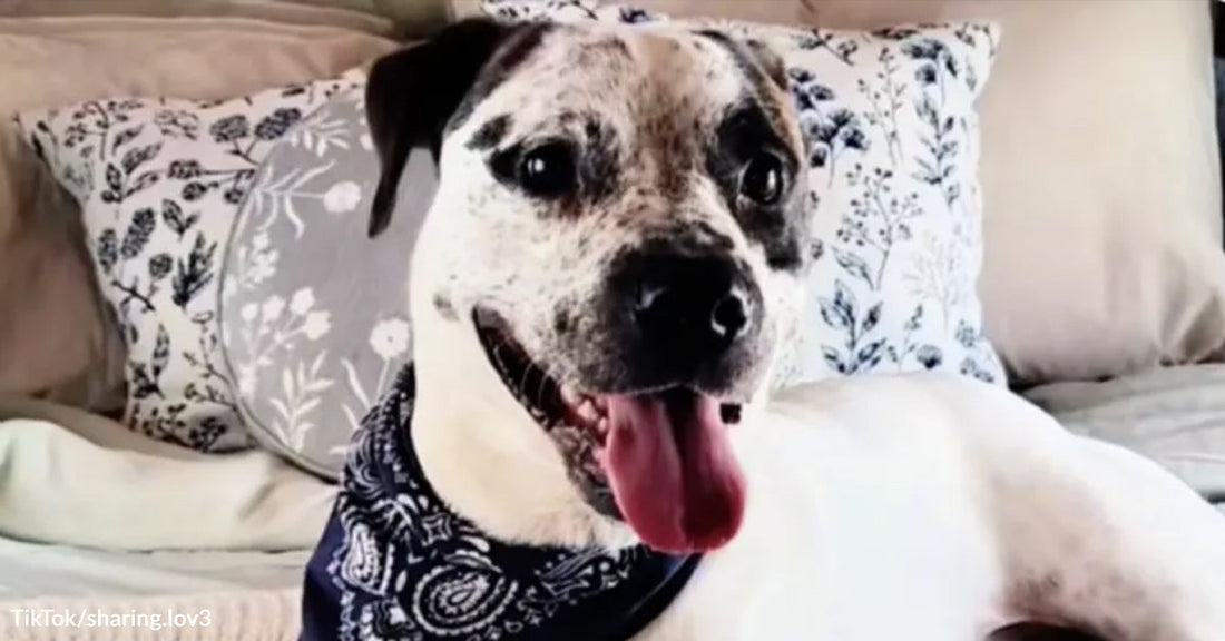 White dog with black spots lies on a bed wearing a dark bandana, looking at the camera with tongue out.