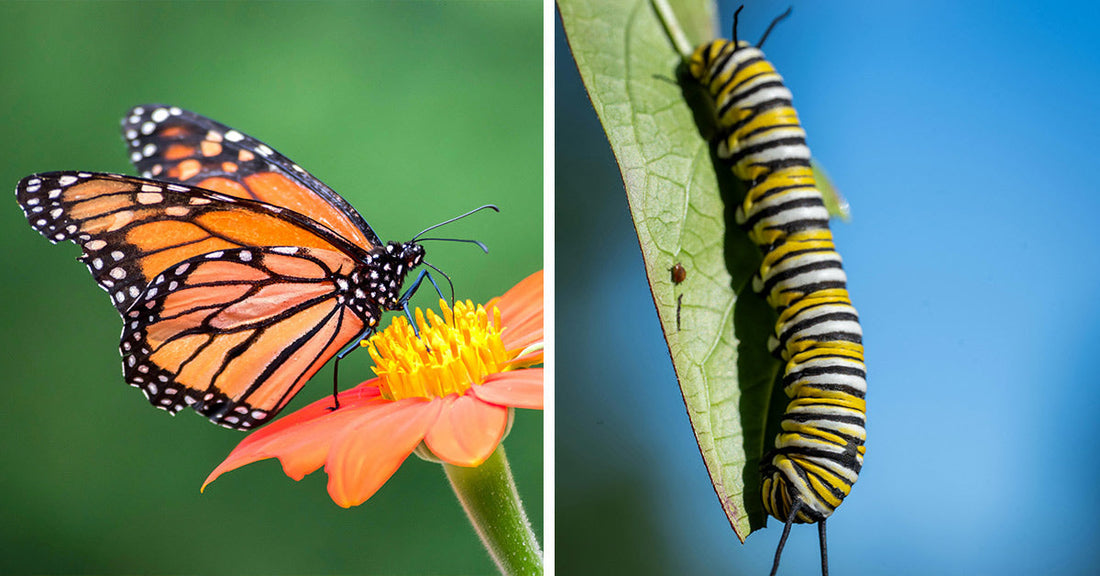 Split-screen image of a monarch butterfly perched on an orange flower beside a striped monarch caterpillar hanging from a leaf.