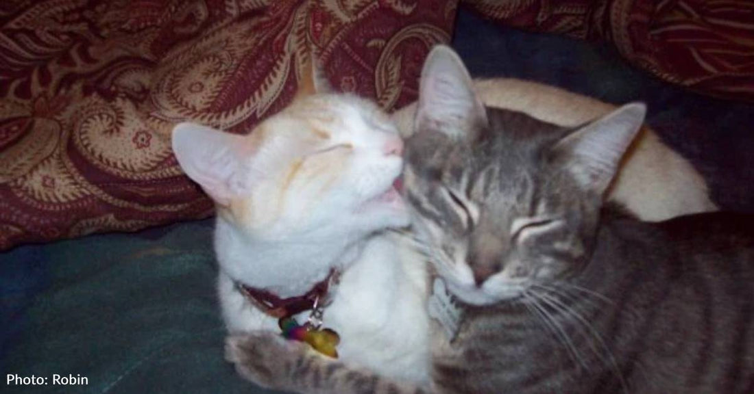 Kitten Found in Road the Day Woman Loses Her Friend in Car Accident