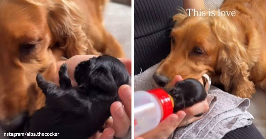 Split image of a golden cocker spaniel gently sniffing and watching a tiny black puppy being bottle-fed in someone’s hands, with text reading “This is love.”
