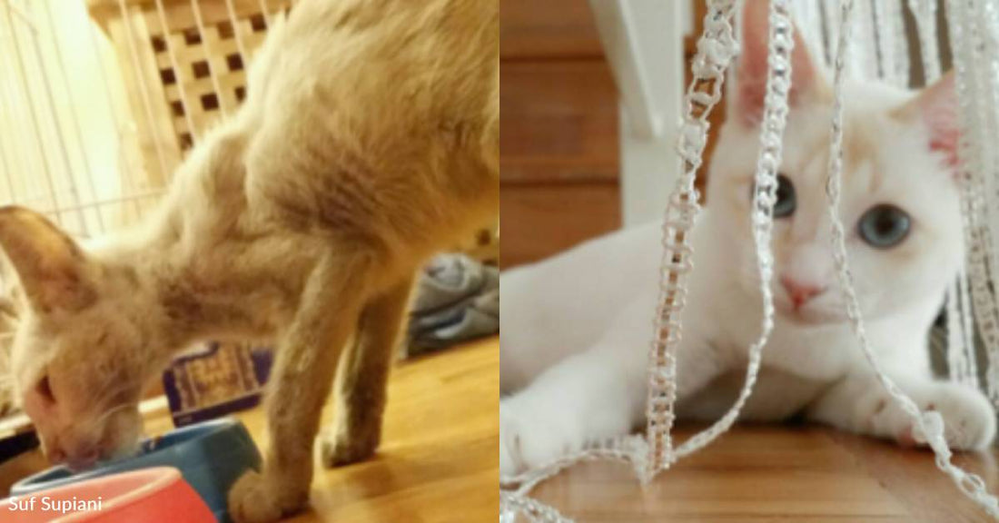 Dogs Alert Good Samaritan to Kitten in Need