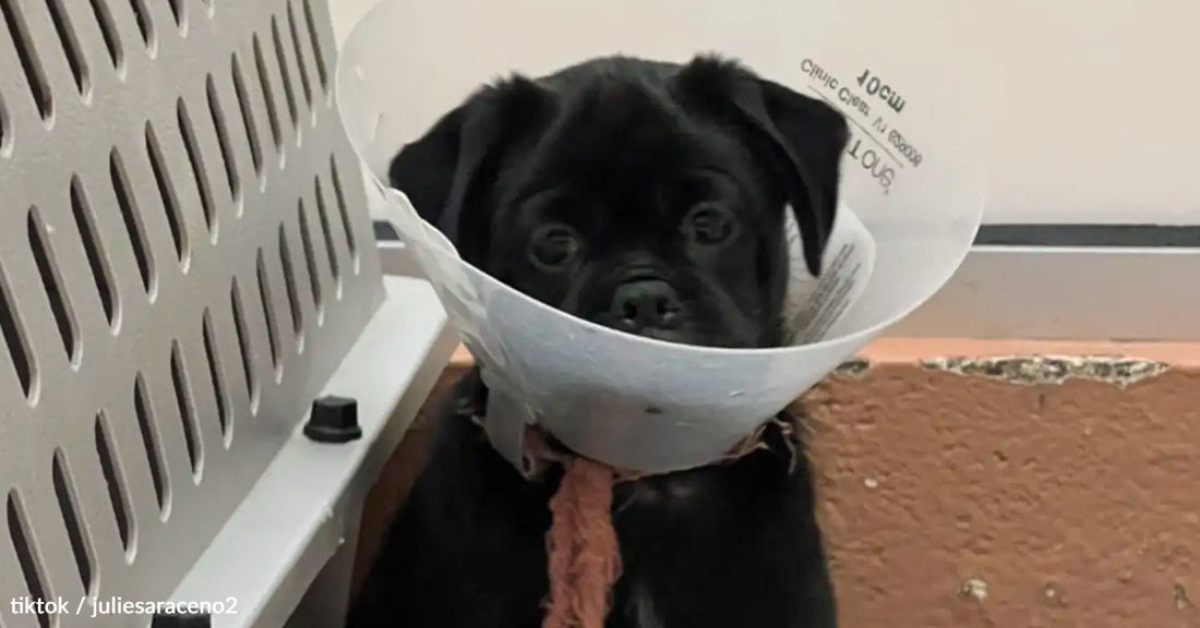 A black puppy wearing a cone collar sits next to a wall in a clinic.