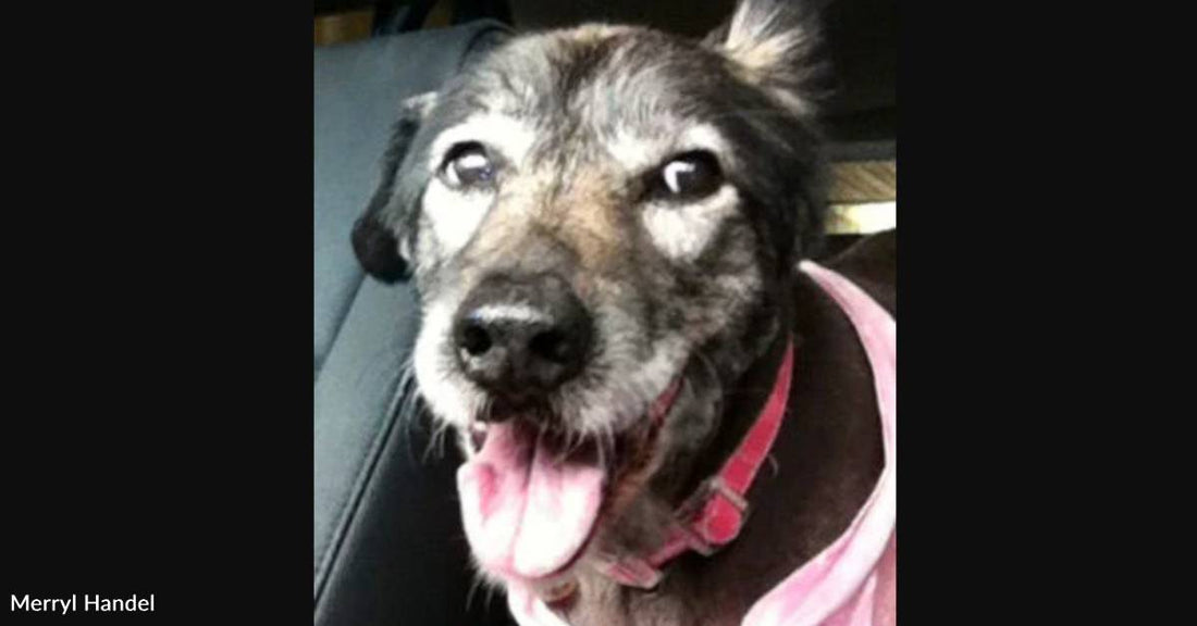 Pup Becomes 'Neighborhood Dog' After Her Elderly Owner Gets Sick