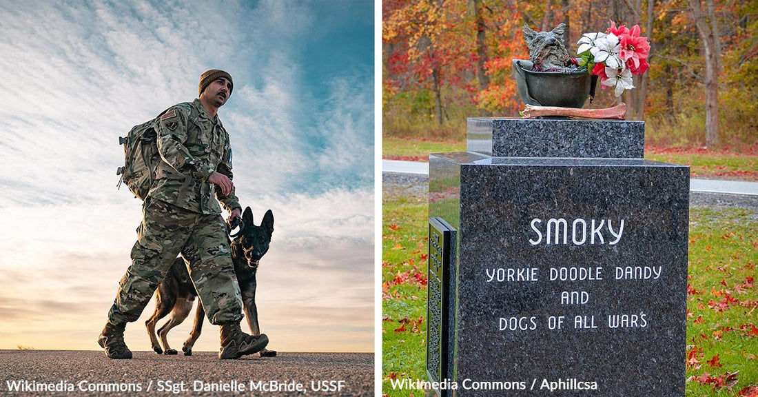 Remember the Military K-9 Heroes Who Gave Everything for Their Handlers and Country