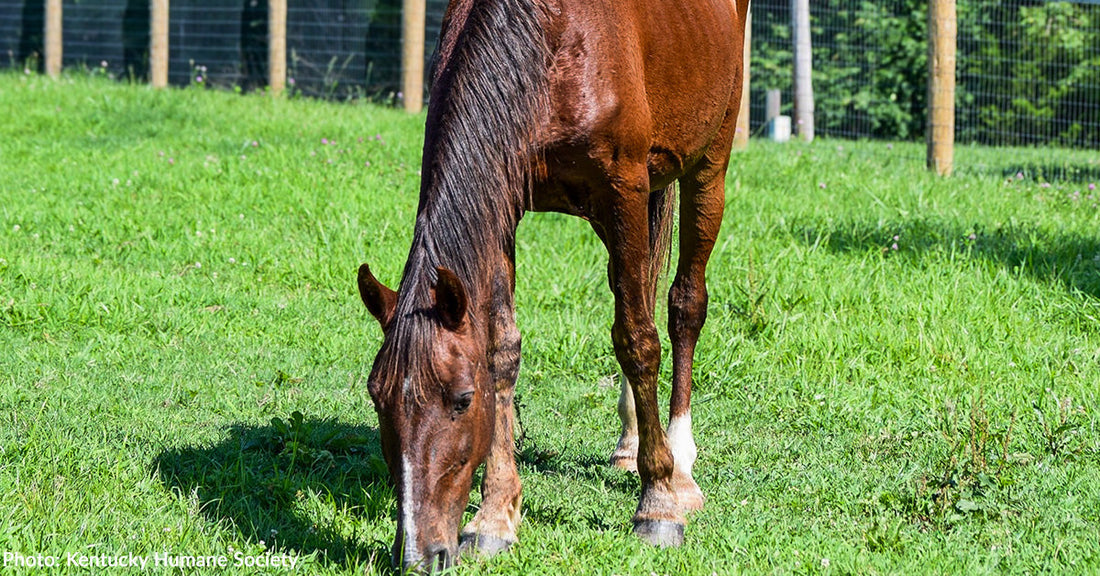 Your Kindness Helped Bring This Neglected Horse Back to Life
