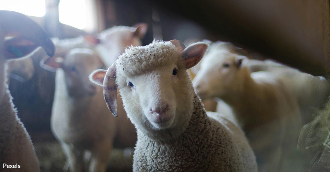Secret Footage Exposes Animal Abuse on New Zealand Wool Farms