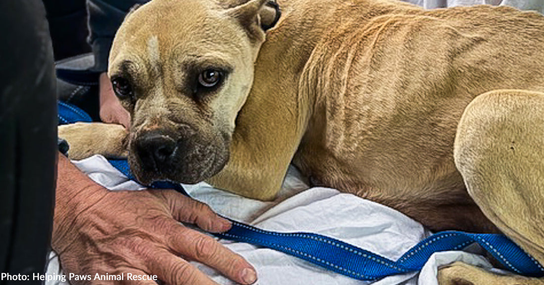 Overwhelmed Animal Shelters Nationwide Are in Desperate Need of Nutritious Pet Food