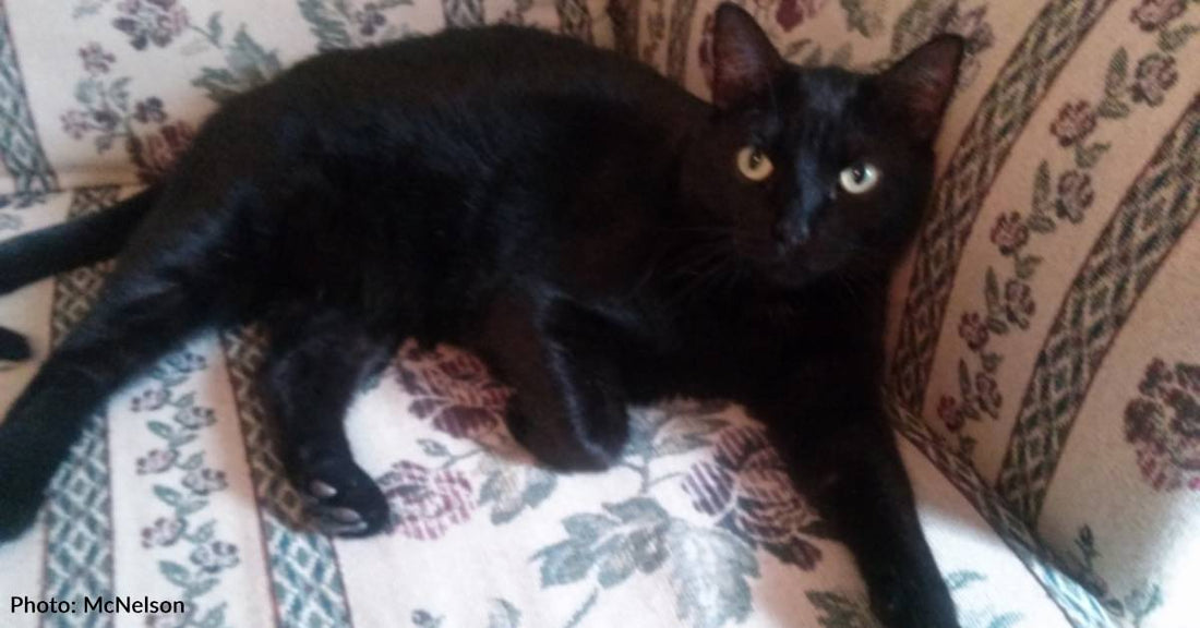 Driver Hears 'Howling Cat' in Car While Driving Down Highway