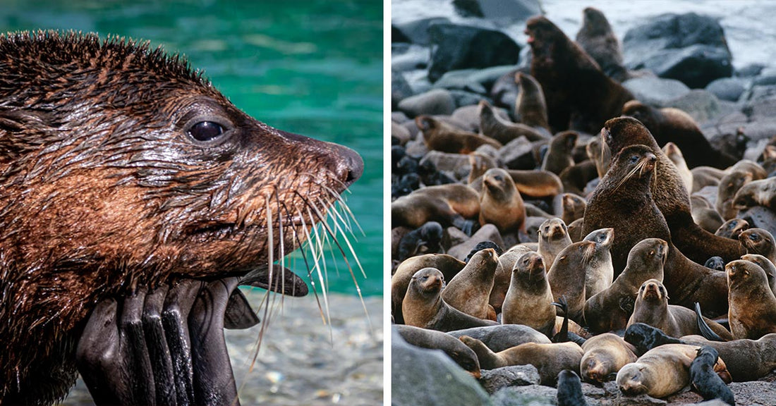 Split image of a close-up wet fur seal beside a large group of fur seals crowded on a rocky beach.
