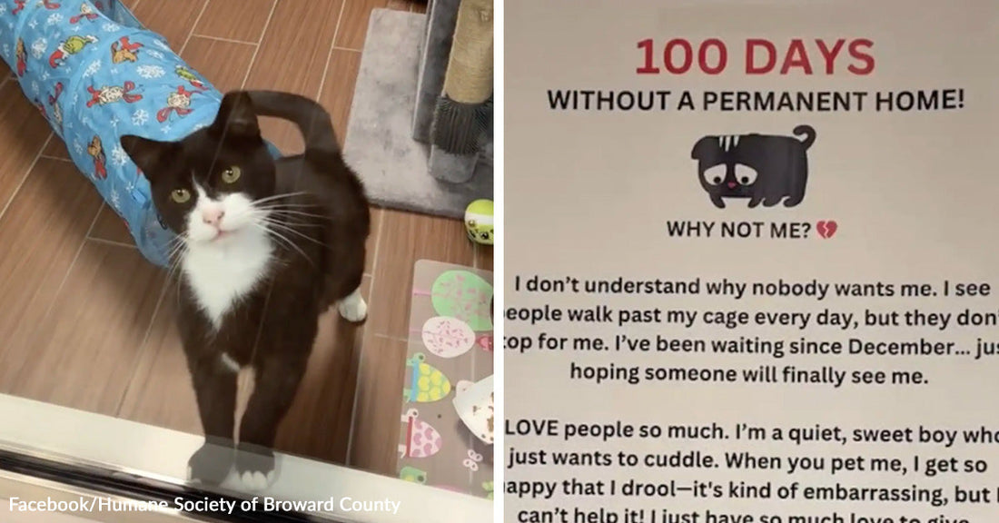 Black-and-white cat standing indoors near a toy tunnel, looking up through a glass door. Shelter sign reading “100 days without a permanent home” with a message about a cat waiting to be adopted.