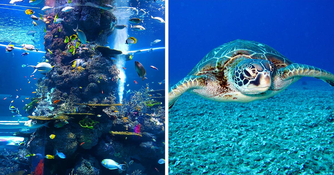 From Climate Chaos and Chemical Runoff —The Biggest Threats To Marine Life