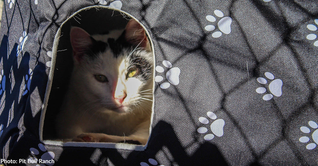 Oklahoma Feral Cats Receive Warm Shelters Ahead of Arctic Blast