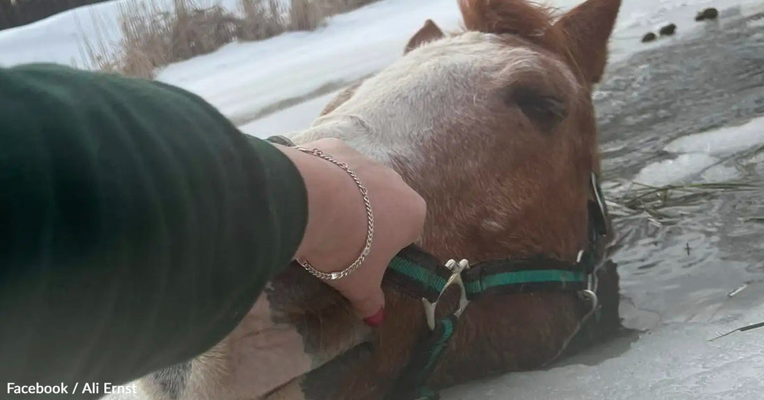 Person comforting a horse in icy water during winter.