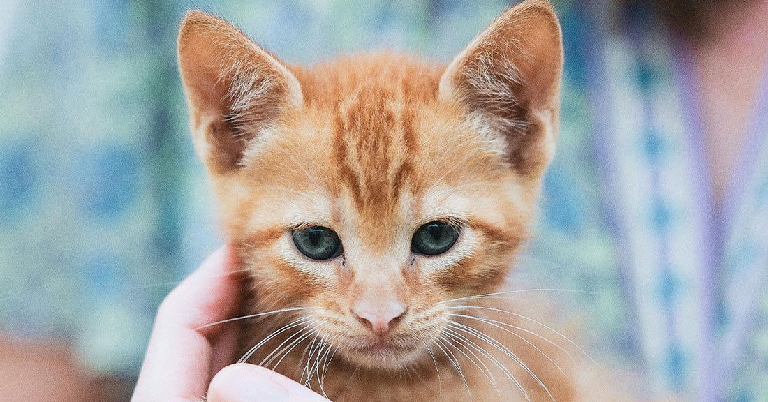 Abandoned Ginger Cat Found Trapped in Sealed Bag Tossed Into Backyard