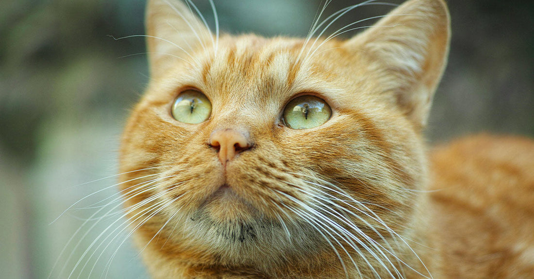 Orange cat looking upward with bright green eyes and long whiskers, outdoors with a blurred background.