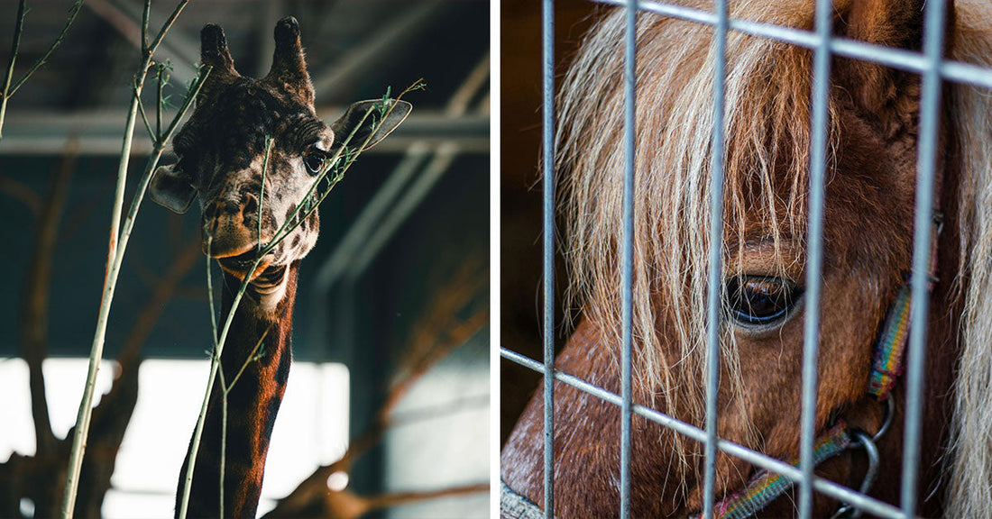 Authorities Forced to Euthanize Camel Found With Starving Lions and Dead Tiger at Oregon Safari Park