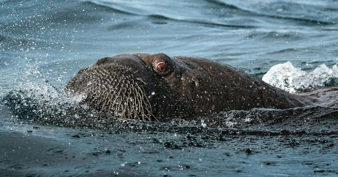 Orphaned Baby Walrus Rescued After Arctic Abandonment And Fight for Life